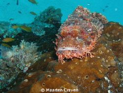 It is not often that you find a Stonefish in an elevated ... by Maarten Craven 
